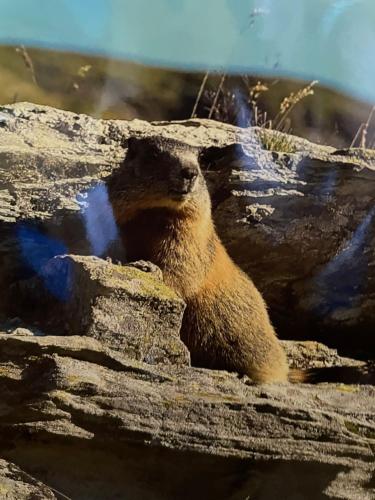 Ferienwohnung im Haus Primula in Obersaxen Mundaun