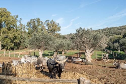 Celestina- Agriturismo La Valentina