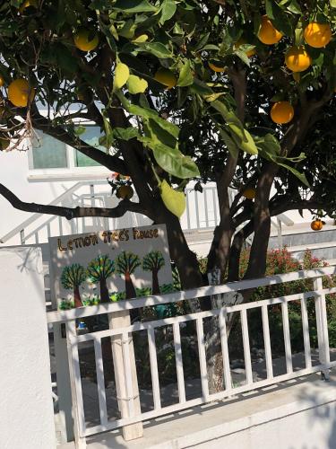 Lemon tree's house