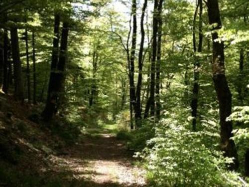 Chalet Saint-Nabord 4 pièces 6 personnes - FR-1-589-255 - image 4