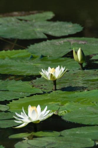 Maya Lodge, Hectorspruit (Foto 6)