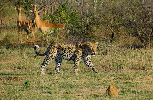 Maya Lodge, Hectorspruit (Foto 10)