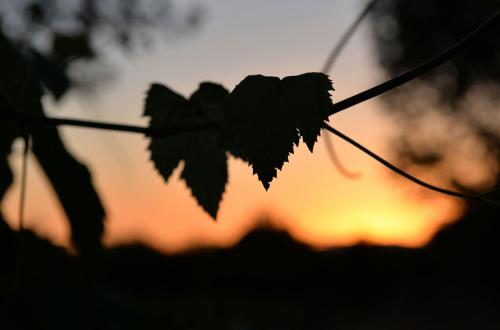 Agriturismo Arte et Agricoltura