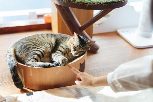 Cat Spa & Cat Ryokan by Neco Republic Osaka - image 5