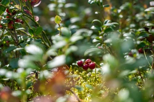 Saimaan Kultaranta Saimaan Kultaranta