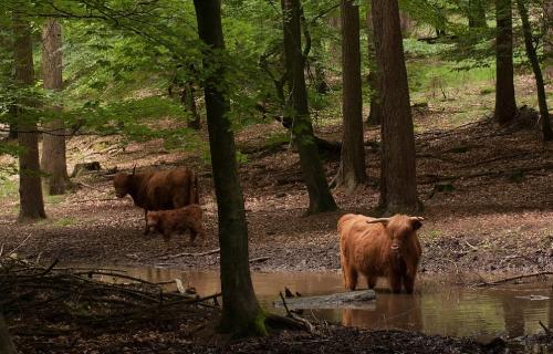 B&B aan de Koningsmuur