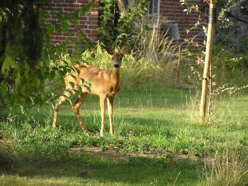 Charmante Maison avec grand jardin lisière forêt (Charmante Maison avec grand jardin lisiere foret) in Crepy-En-Valois