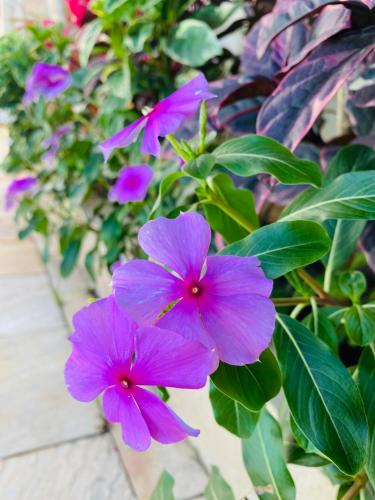 Pousada Kavili 150m da Praia in กวารุจ้า