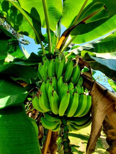 Surrounding environment, La Munequita Lodge 2 - culture & nature experience in Palmar Norte