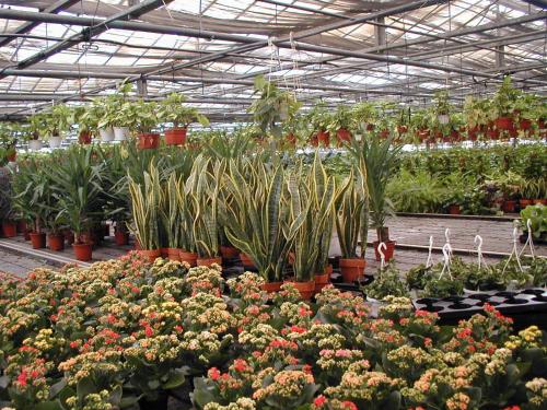 Società Agricola MG Florplant - main image