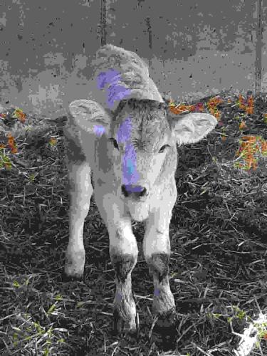 Loretz Luzia Loretz Luzia