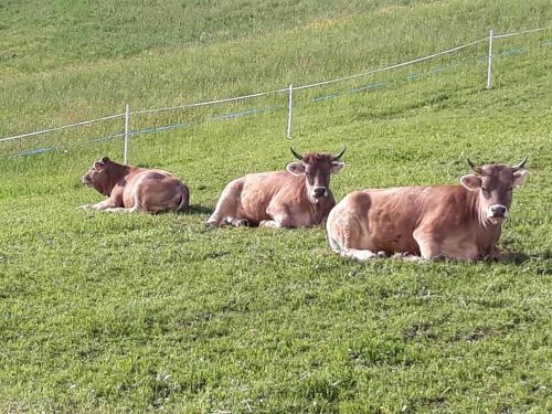 Loretz Luzia Loretz Luzia