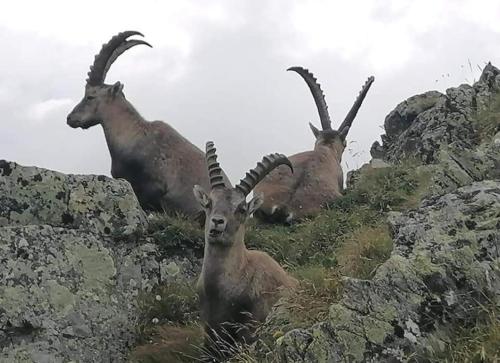 Loretz Luzia Loretz Luzia