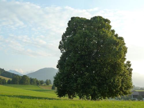 Ferienwohnung Panorama