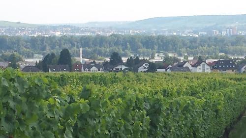 Ferienwohnung Weingut Leis - Apartment - Oestrich-Winkel