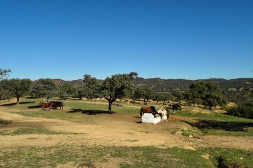 Finca Santa Maria de las Cañadas