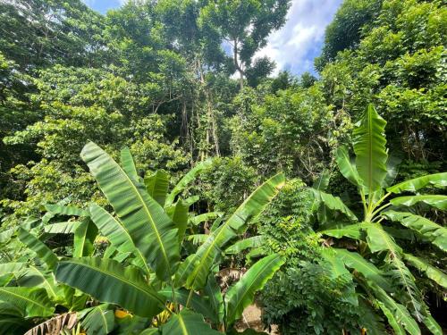 Salvaje Rooms&Restaurant in Other