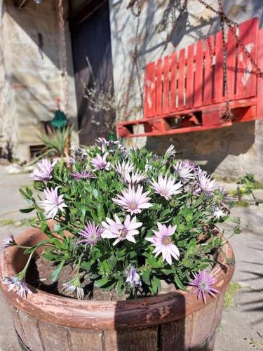 Podere La Machiusa - Villa with pool