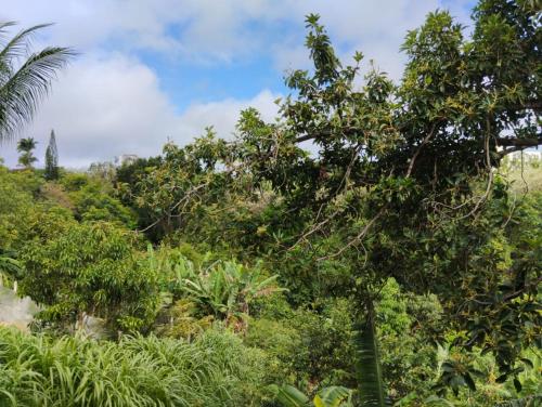 A környék, Apartamento cercado por natureza e diversão (Apartamento cercado por natureza e diversao) in Sao Jorge