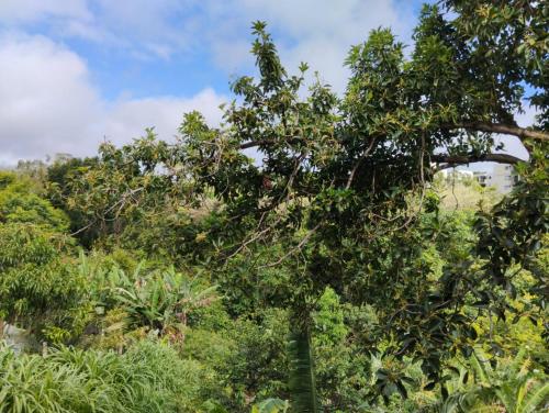 A környék, Apartamento cercado por natureza e diversão (Apartamento cercado por natureza e diversao) near Zumbi dos Palmares nemzetközi repülőtér