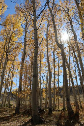 Rebel Ranch Medicine Bow National Forest in Laramie, USA