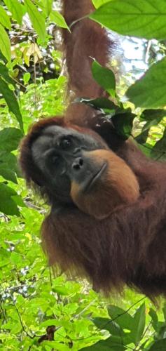Sumatra Cheeky Monkeys