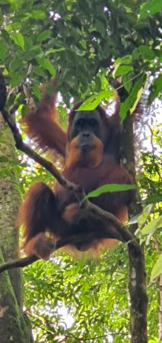 Sumatra Cheeky Monkeys