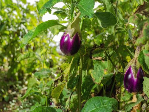 Clelia Case Vista Mare - image 8