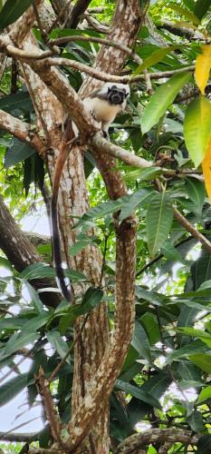 Hostel Finca La Gordita