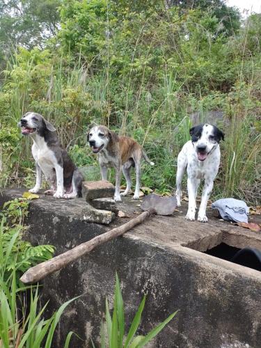 Hostel Finca La Gordita