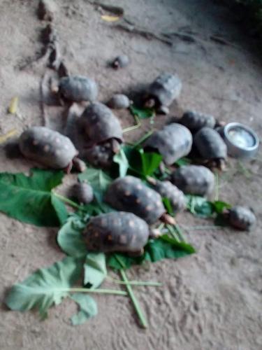 Hostel Finca La Gordita