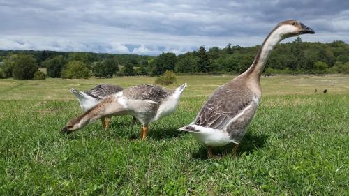 Domaine equestre de la Chenaie in Saint-Hilaire-Saint-Florent
