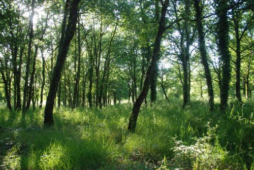 Domaine equestre de la Chenaie in Saint-Hilaire-Saint-Florent