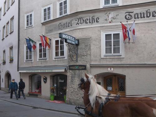 Altstadthotel Weisse Taube, Pension in Salzburg