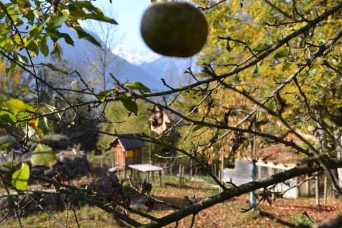Oase Berta - image 5