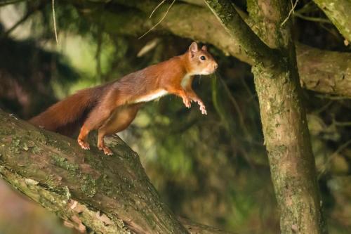 Exterior view, Tan Twr - Chellow Cottage in Harlech