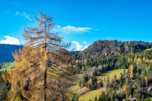 プラニナ・ポド・ゴリツァ Apartments Farm House Uric 4つ星 ゲストハウス 客室