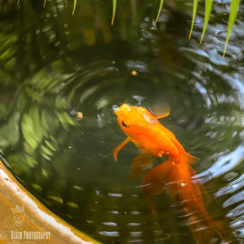 Filou Villas Filou Villas