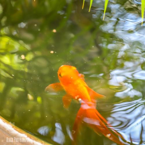 Filou Villas Filou Villas