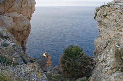 El Encinar de Arta - image 3