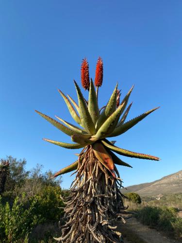 Kadie's Landing House - Living The Breede