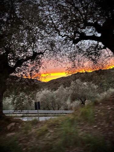 LA TAVERNA tra gli ulivi