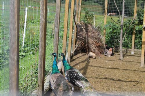 施瓦扎瓦尔德霍夫度假屋 施瓦扎瓦尔德霍夫度假屋