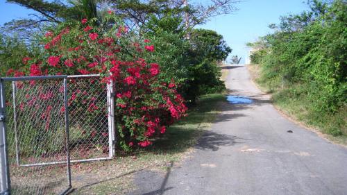 Tranquility by the Sea, Vieques (zdjęcie 10)