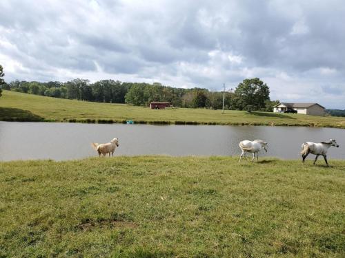 Secluded house on 60 acres close to Fall Creek Falls in Lake Tansi (TN)