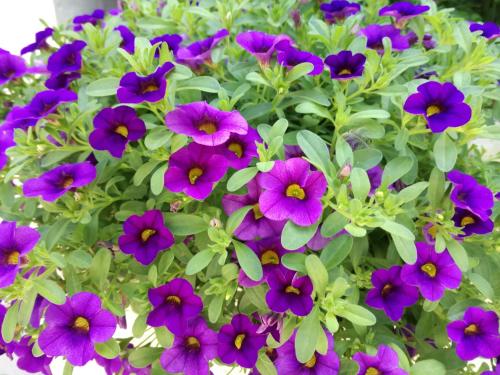 At Leisure in Van Riebeeck Park