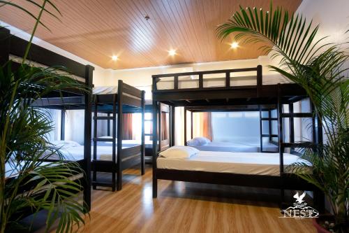 Nest resort Room Type - Dorm Bed