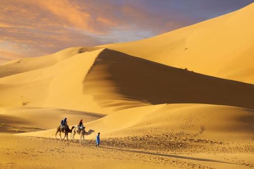 Camp Sahara Majestic