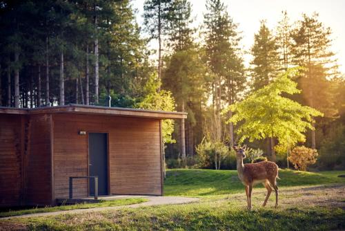 Center Parcs Le Bois aux Daims