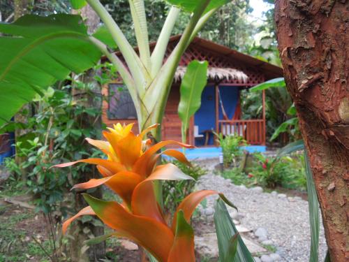Casitas Las Flores